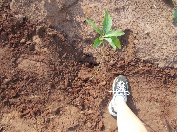 buying trees and planting them