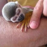 Creatures We Share Life With