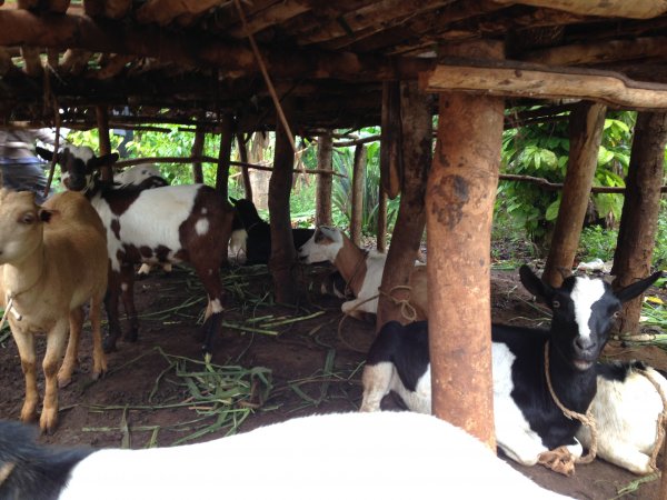 farm animal project for income