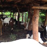 farm animal project for income