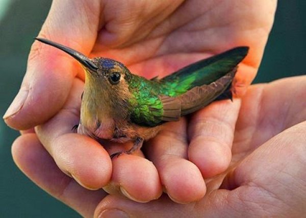 Creatures We Share Life With