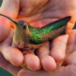 Creatures We Share Life With