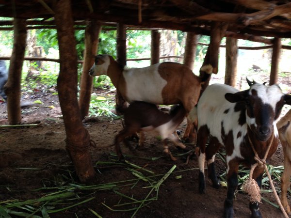 farm animal project for income