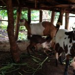 farm animal project for income