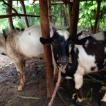 farm animal project for income