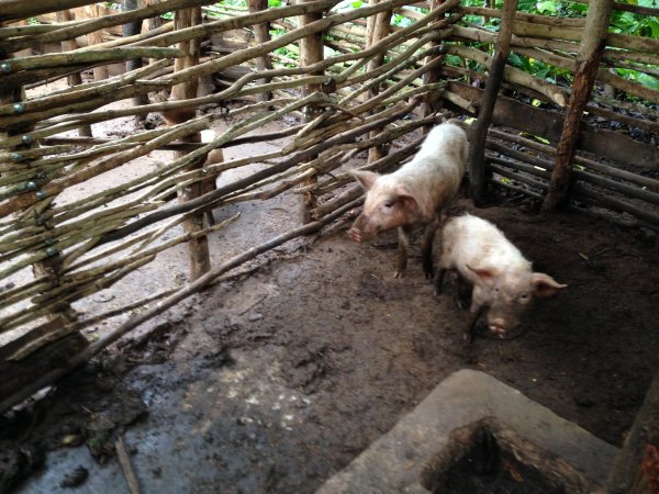 farm animal project for income