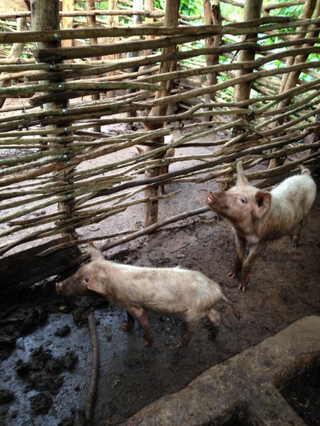 farm animal project for income