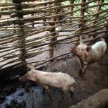 farm animal project for income