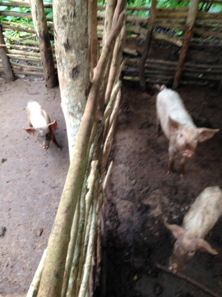 farm animal project for income