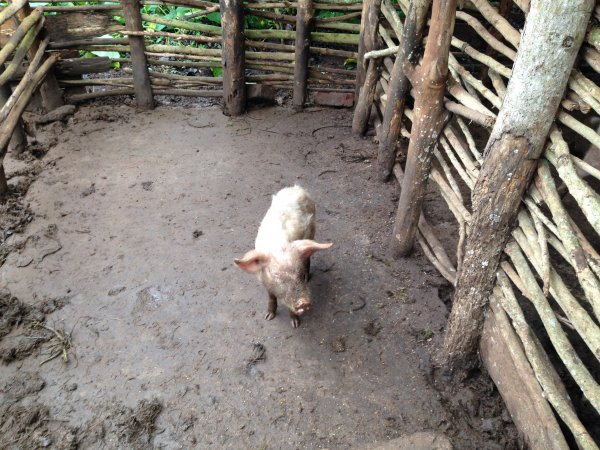 farm animal project for income