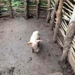 farm animal project for income