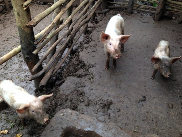 farm animal project for income