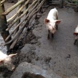 farm animal project for income