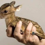 Creatures We Share Life With