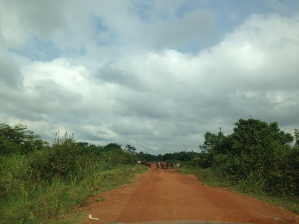 driving through the country