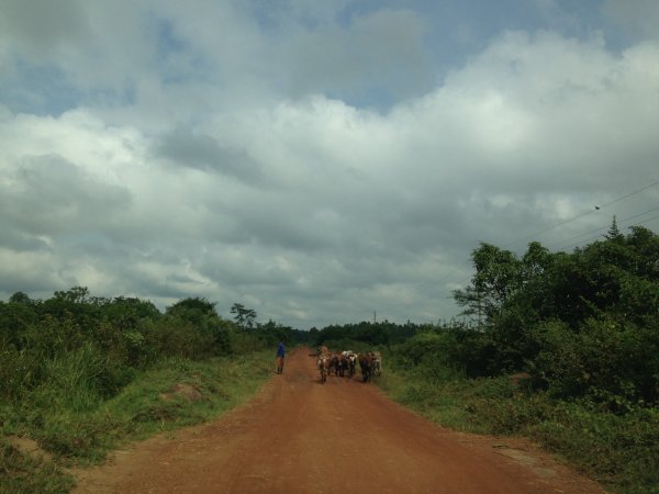 driving through the country