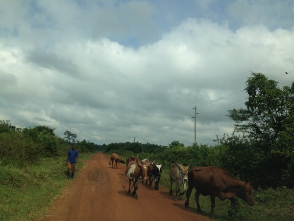 driving through the country