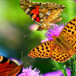 Creature's We Share Life With
