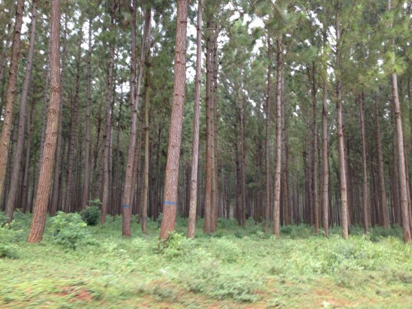 tall pine trees Jinja