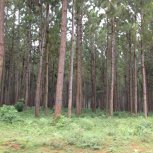 tall pine trees Jinja