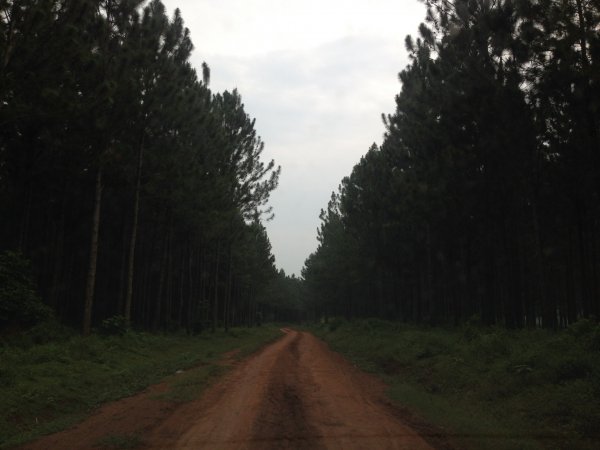 tall pine trees Jinja