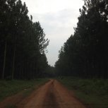 tall pine trees Jinja