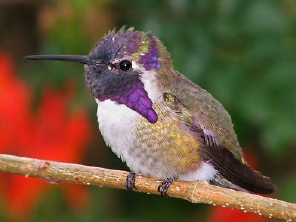 Hummingbird 004