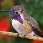 Hummingbird 004