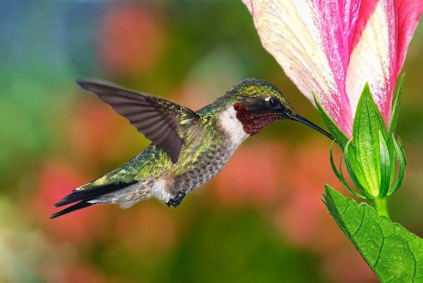 Hummingbird 003
