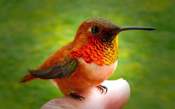 Hummingbird 002