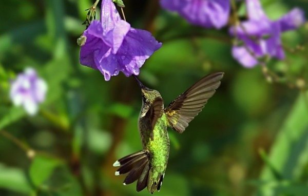 Hummingbird 001