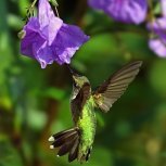 Hummingbirds