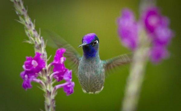 Hummingbird 015