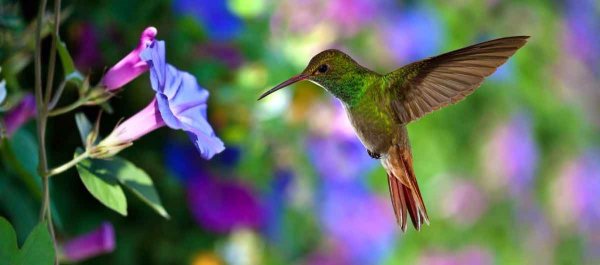 Hummingbird 014