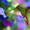 Hummingbird 014