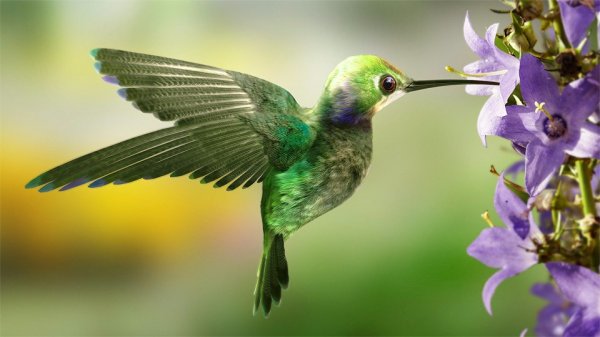 Hummingbird 013