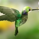 Hummingbird 013