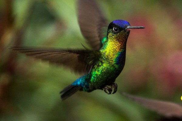 Hummingbird 012