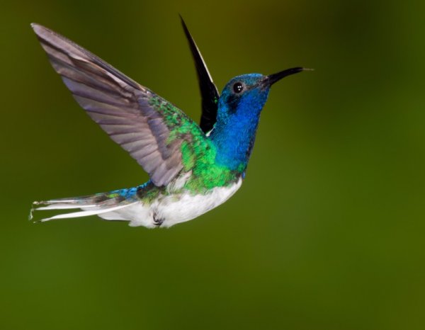 Hummingbird 011