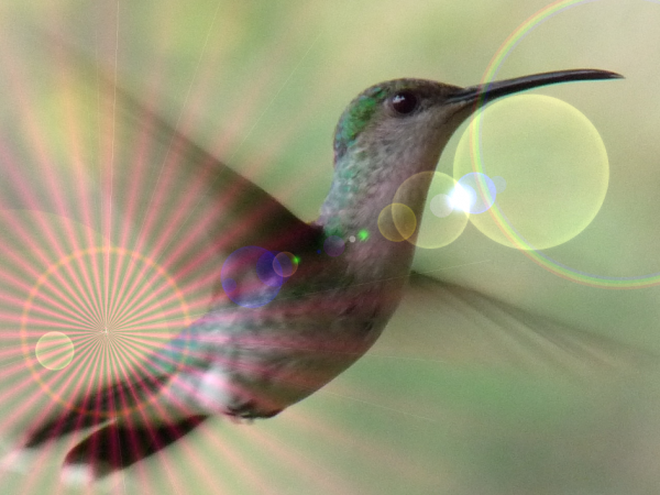 Hummingbird 009