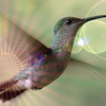 Hummingbird 009