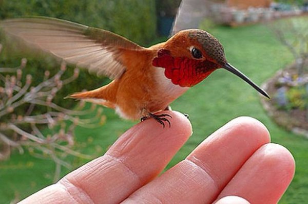 Hummingbird 007