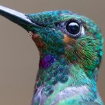 Hummingbird 020