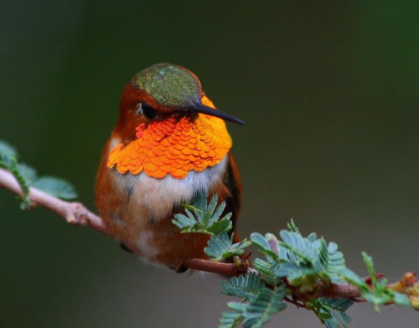 Hummingbird 019