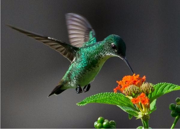 Hummingbird 018