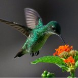 Hummingbird 018