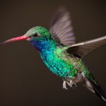 Hummingbird 017