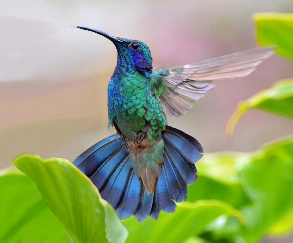 Hummingbird 016