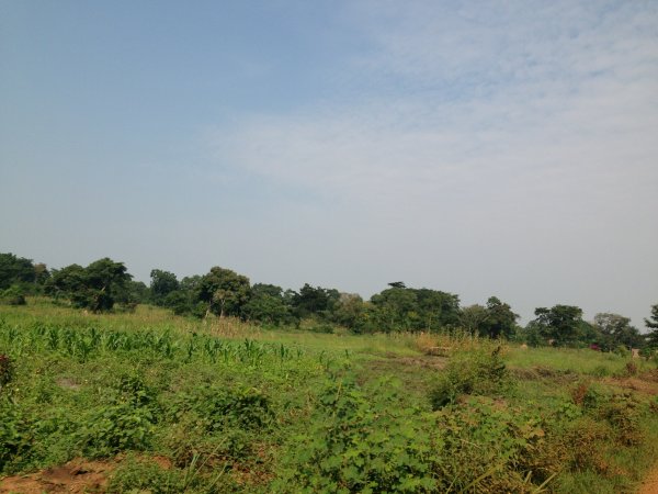 rice fields