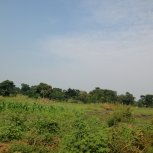 rice fields